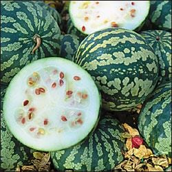 The Watermelon You Couldn’t Bust By Bill Melton