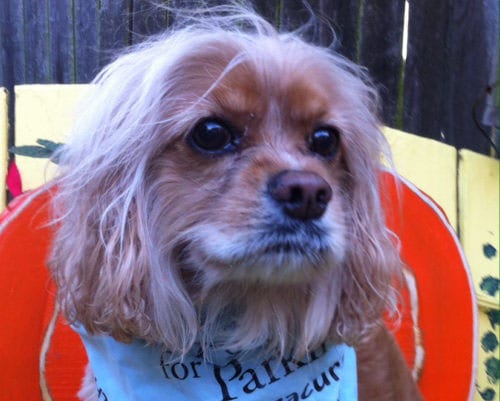 Playing it Forward: A Pup’s Perspective By Patricia Rossi
