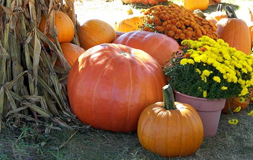 Halloween by Mary Gunn
