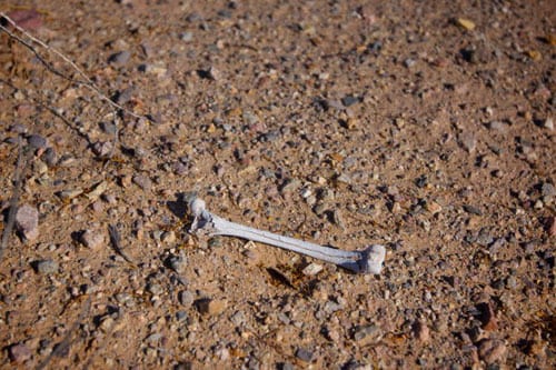 Bone by Michael Griffith