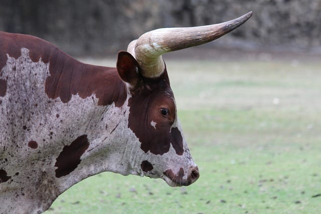 Taurus of Man By Linda Imbler
