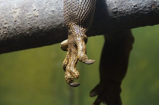 Man Hollowed Out Wooden Leg to Smuggle Iguanas by Ian Stuart