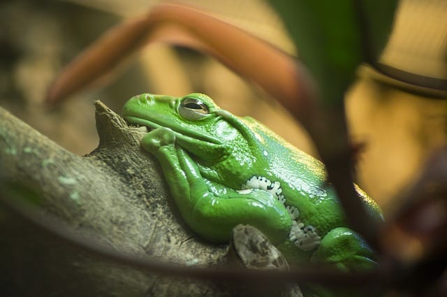 A Treefrog in my Father’s Greenhouse by Joshua Brunetti