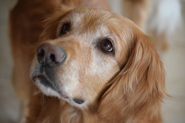Joe and the Golden Retriever by Clive Aaron Gill