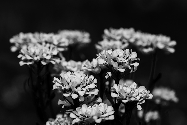 Bouquets of Necessity by Claire Scott