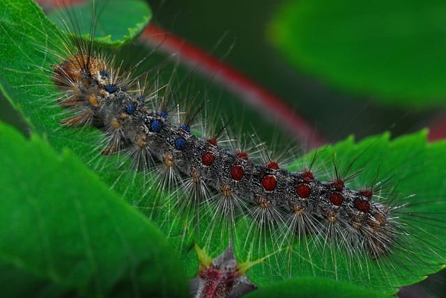 Gypsy Moth Summer by Patricia Flaherty Pagan