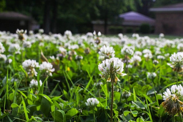 Most People Mow Their Weeds by Duane Anderson