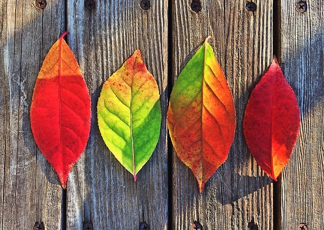 The Purpose of Seasons by Clay Carpenter