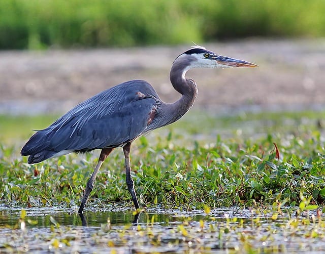 Asking a Blue Heron By Sean Mabry