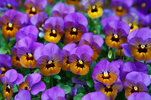 Delaney’s Pansies by Evan Guilford-Blake