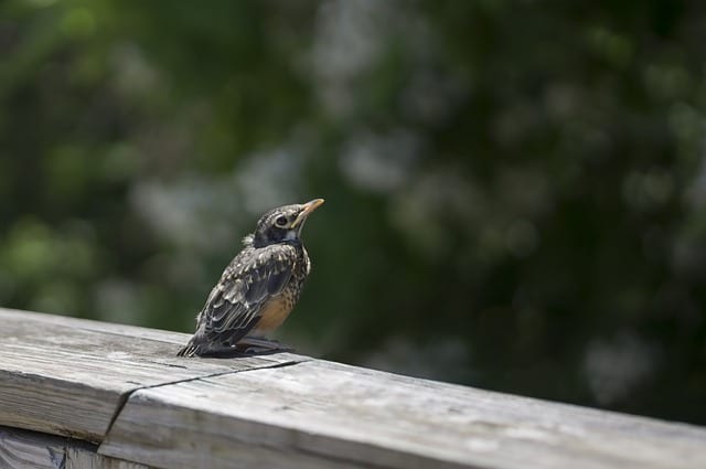 To a Fledgling Robin Misplaced by Joshua Brunetti